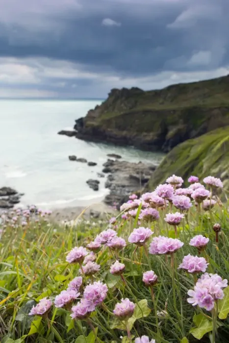 Framed Print : Prussia Cove - with Thrift in foreground - Cornwall, UK