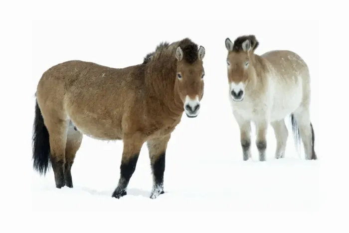 Framed Print : Przewalski Horse - stallion and mare in snow - Hessen - Germany Framed Print : Przewalski Horse - stallion and mare in snow - Hessen - Germany