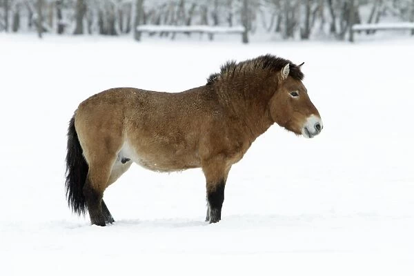 Przewalski Horse - stallion in snow - Hessen - Germany