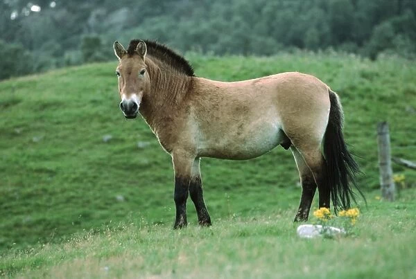 Przewalski's horse Highland Wildlife Park Scotland