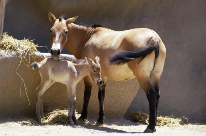 Framed Print : Przewalski's Horse - mother & day old young Framed Print : Przewalski's Horse - mother & day old young