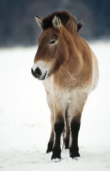 Przewalski's Horse Wild breed