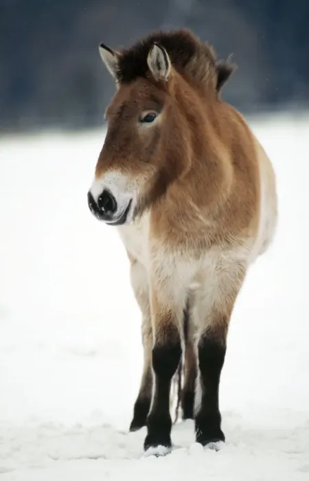Framed Print : Przewalski's Horse Wild breed Framed Print : Przewalski's Horse Wild breed