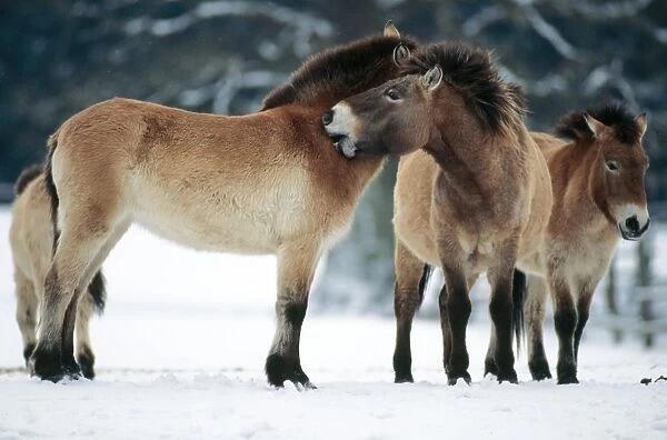 Przewalski's Horse Wild breed