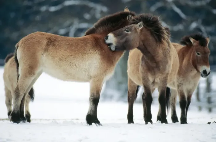 Framed Print : Przewalski's Horse Wild breed Framed Print : Przewalski's Horse Wild breed