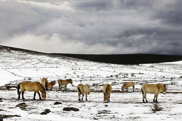 Przewalski's  /  Takhi  /  Mongolian Wild Horses - grazing. Cevennes - France