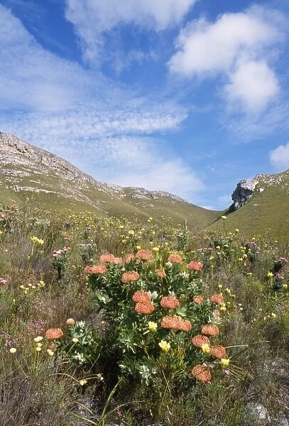 PS-10023. South Africa - Fynbos. The Cape Floral Kingdom