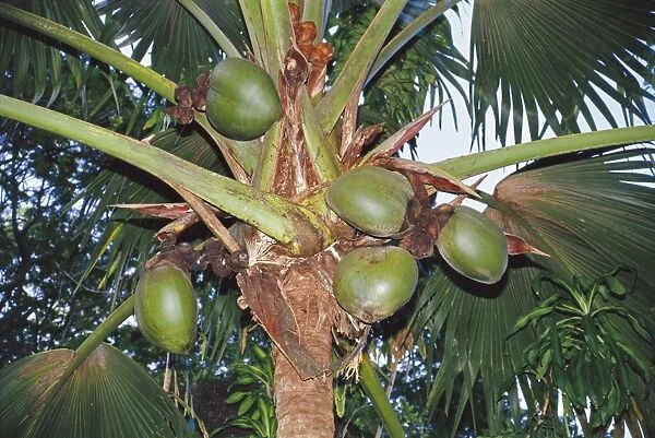 PS-5875. Coco-de-mer - Female fruits. Vallee de Mai, Praslin, Seychelles.. Peter Steyn
