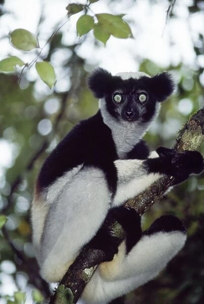 Indri. PS-8242. INDRI - SITTING IN TREE. Indri indri
