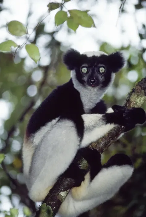 Framed Print : Indri. PS-8242. INDRI - SITTING IN TREE. Indri indri Framed Print : Indri. PS-8242. INDRI - SITTING IN TREE. Indri indri