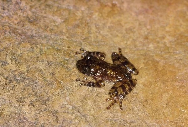 PS-9963. Table Mountain Ghost Frog - endemic to Table Mountain. South Africa