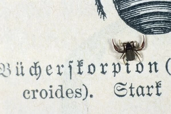 Pseudoscorpion  /  Book Scorpion - on book page, Lower Saxony, Germany