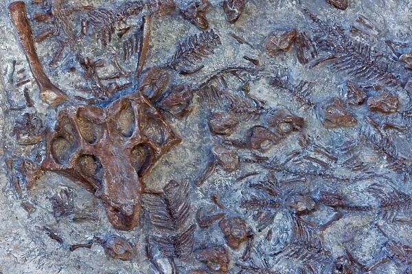 Psittacosaurus Nest - sculpted cast - China - 34 babies and one adult
