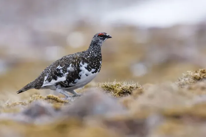 Framed Print : Ptarmigan - adult male in summer plumage, Cairngorms, Scotland, UK Framed Print : Ptarmigan - adult male in summer plumage, Cairngorms, Scotland, UK