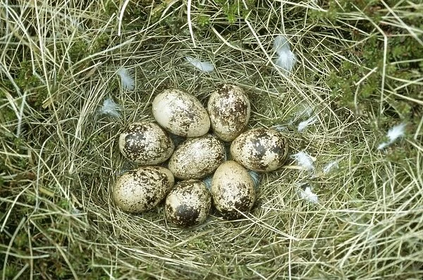 Ptarmigan Eggs JLM 7984 In Nest © John Mason  /  ARDEA LONDON