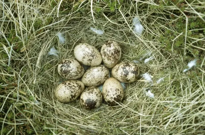 Framed Print : Ptarmigan Eggs JLM 7984 In Nest © John Mason / ARDEA LONDON Framed Print : Ptarmigan Eggs JLM 7984 In Nest © John Mason / ARDEA LONDON