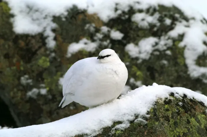 Framed Print : Ptarmigan - female, Winter Cairngorns Scotland, February Framed Print : Ptarmigan - female, Winter Cairngorns Scotland, February