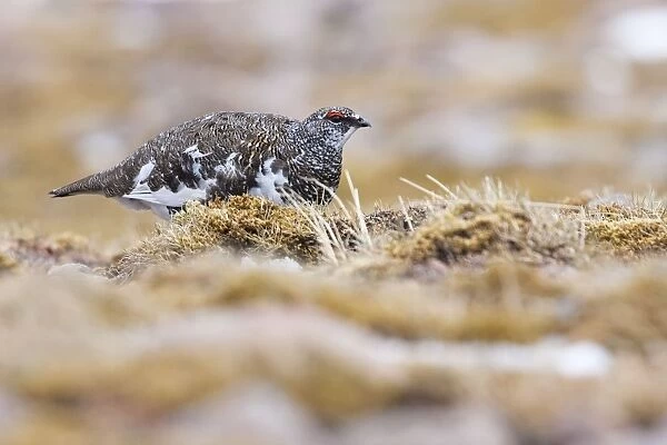 Ptarmigan - Single adult male in summer plumage, Cairngorms, Scotland, UK