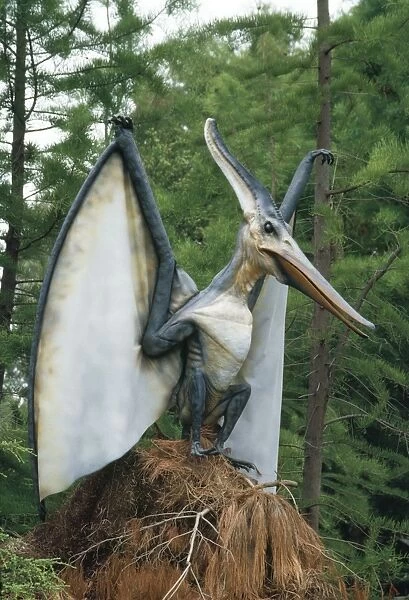 Pteranodon Dinosaur Reconstruction - flying reptile, diet fish, weight 35lb, wingspan 23-25 foot. Late Cretaceous period. North Western USA