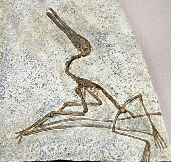 Pterodactyl: fossil flying reptile, Jurassic