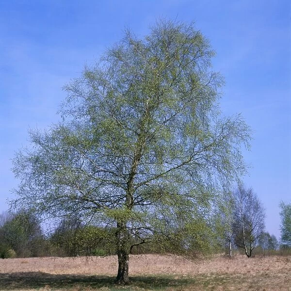 Pubescent Birch - April, with new laeves