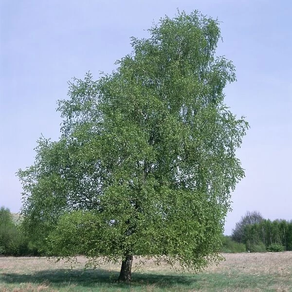 Pubescent Birch - May, in full leaf