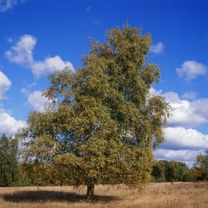 Framed Print : Pubescent Birch - October Framed Print : Pubescent Birch - October