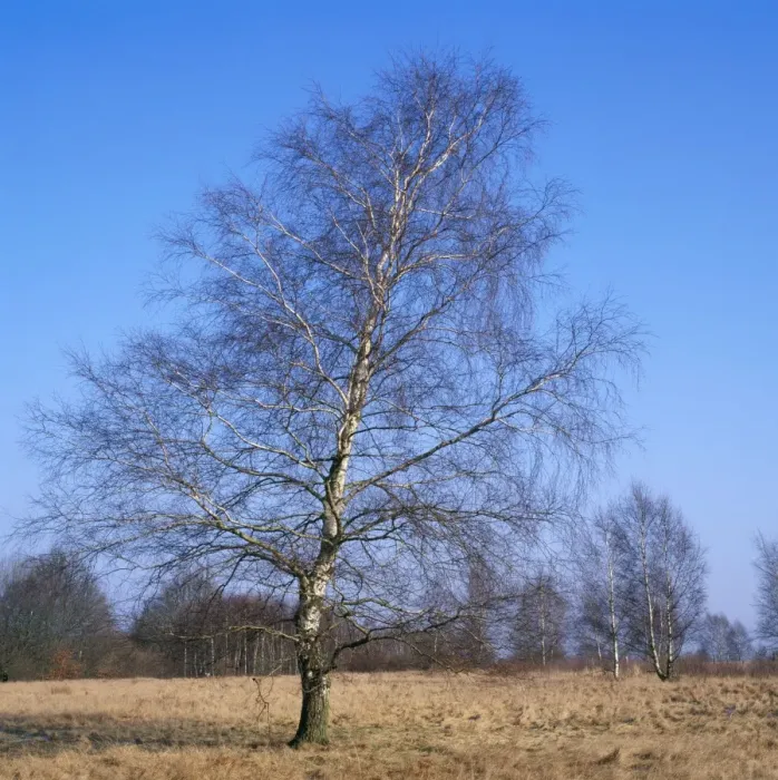 Framed Print : Pubescent Birch Tree - February