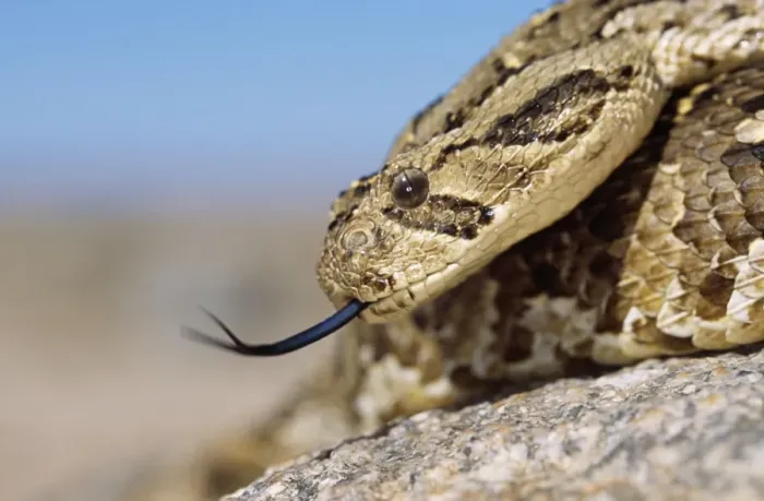 Framed Print : Puff Adder Framed Print : Puff Adder