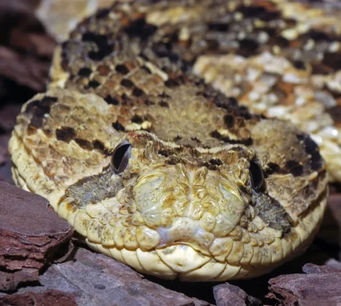 Framed Print : Puff Adder - Found in dry grasslands over most of Africa, and also in Western Arabia Framed Print : Puff Adder - Found in dry grasslands over most of Africa, and also in Western Arabia