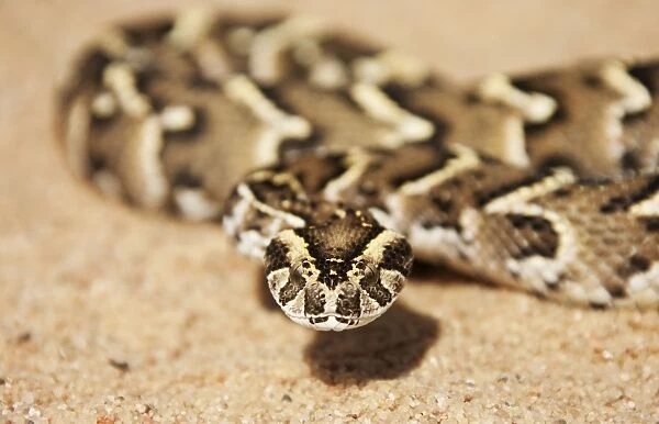 Puff Adder - Its venom is cytotoxic and fatal in humans - Living Desert Snake Park - Swakopmund - Namibia