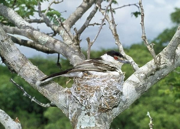 Puff-back Shrike - on nest