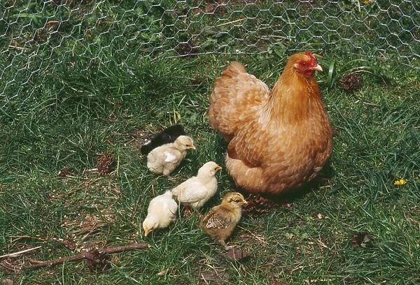 Puff Pekin Chicken - Hen with various chicks