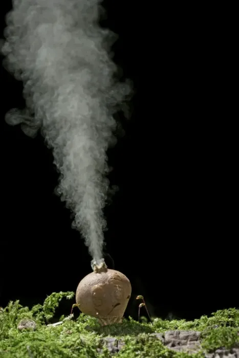 Framed Print : Puffball – releasing spores. UK