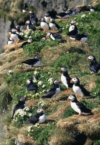 Puffin. JD-11971. PUFFINS ON GRASS WITH FLOWERS