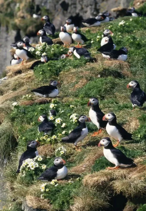 Framed Print : Puffin. JD-11971. PUFFINS ON GRASS WITH FLOWERS Framed Print : Puffin. JD-11971. PUFFINS ON GRASS WITH FLOWERS