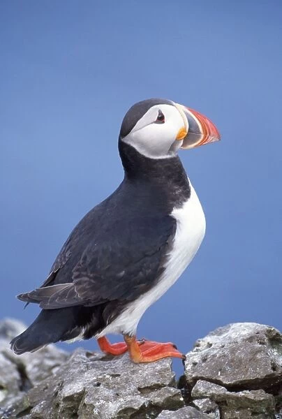Puffin. JD-11976. PUFFIN - C / U STANDING ON ROCK