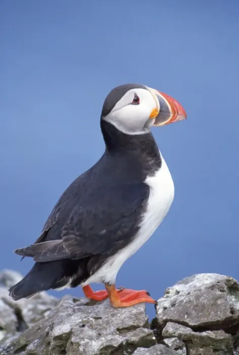 Framed Print : Puffin. JD-11976. PUFFIN - C / U STANDING ON ROCK Framed Print : Puffin. JD-11976. PUFFIN - C / U STANDING ON ROCK