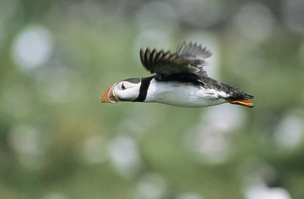 Puffin - adult bird in flight