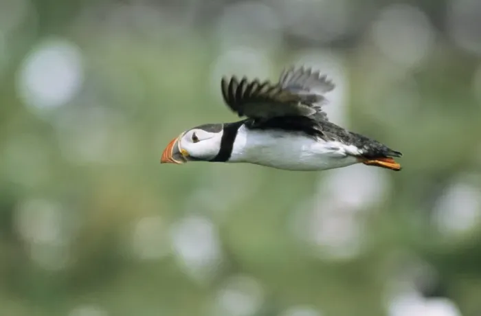 Framed Print : Puffin - adult bird in flight