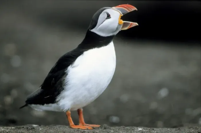Framed Print : Puffin - adult calling Framed Print : Puffin - adult calling