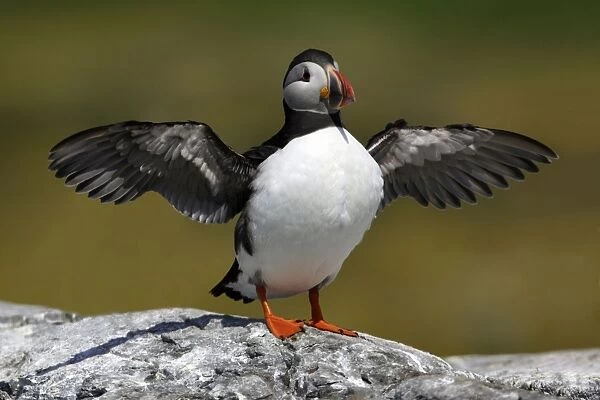 Puffin - bird drying its wings, Farne Islands, Northumberland, England