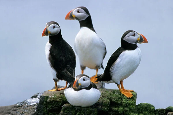 Puffin - birds resting on rocks, Farne islands, England