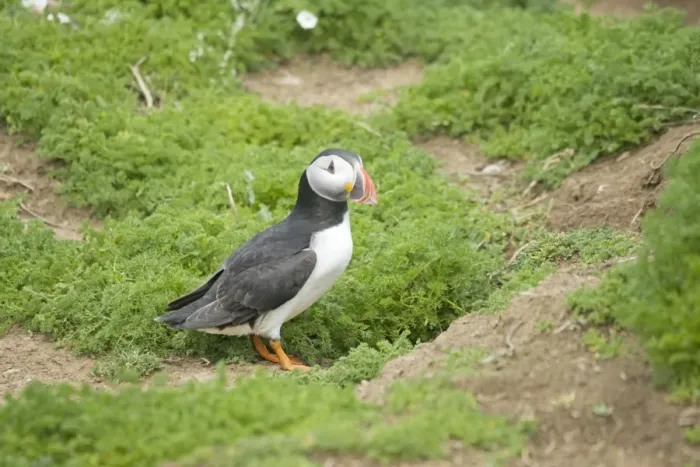 Framed Print : Puffin - by burrow Skomer Island Pembrokeshire West Wales UK