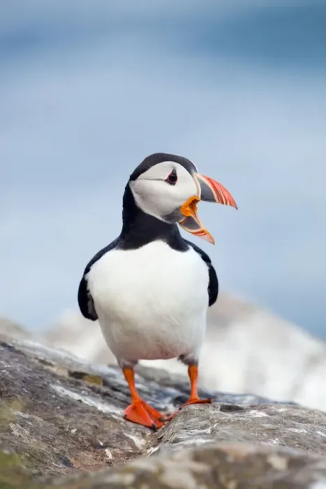 Framed Print : Puffin - calling - Skomer - Wales - UK Framed Print : Puffin - calling - Skomer - Wales - UK