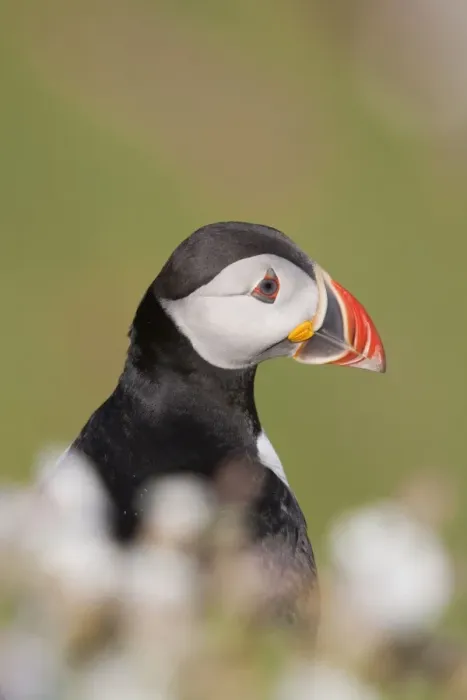 Framed Print : Puffin - in campion - Skomer - Wales - UK Framed Print : Puffin - in campion - Skomer - Wales - UK