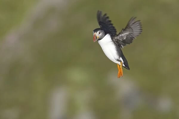Puffin - Coming in to land on breeding cliffs Fratercula arctica Hermaness Nature Reserve, Unst Shetland, UK BI011117