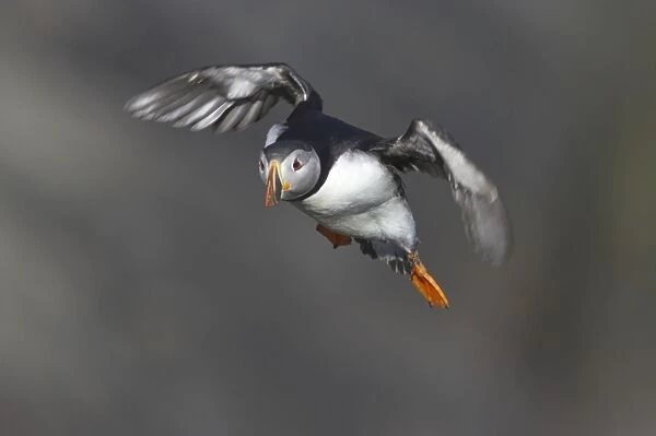 Puffin - Coming in to land on breeding cliffs Fratercula arctica Hermaness Nature Reserve, Unst Shetland, UK BI011131