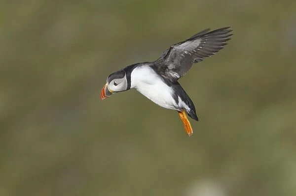 Puffin - Coming in to land on breeding cliffs Fratercula arctica Hermaness Nature Reserve, Unst Shetland, UK BI011139