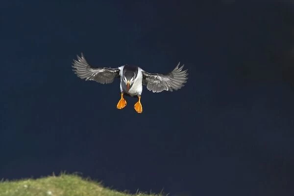 Puffin - Coming in to land on breeding cliffs Fratercula arctica Hermaness Nature Reserve, Unst Shetland, UK BI011152